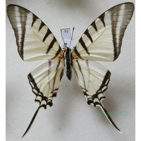 Graphium agesilaus Guerin & Percheron, 1835 Peru 68mm91